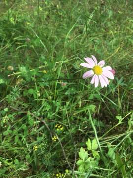 صورة Tanacetum coccineum (Willd.) Grierson