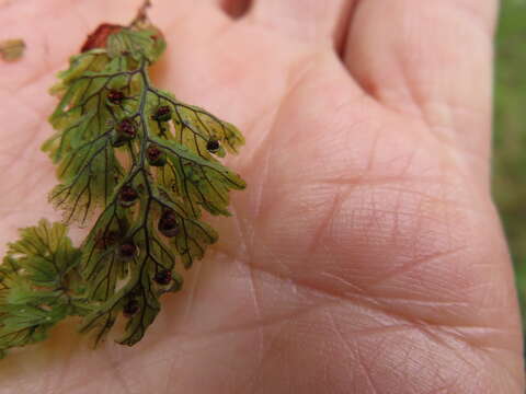 Image of Tunbridge filmy fern