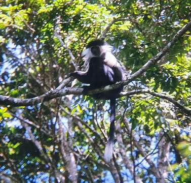 Image of Colobus angolensis palliatus Peters 1868