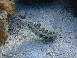 Image of Southern sharpnose sandperch