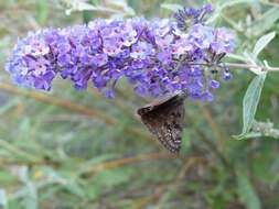 Image de Erynnis meridianus Bell 1927