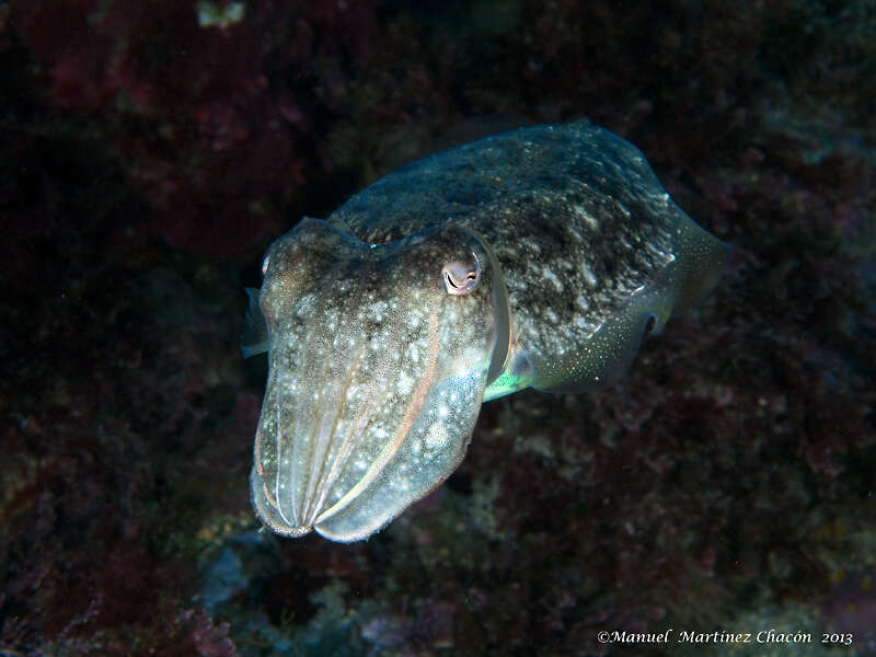 Image of Common Cuttlefish