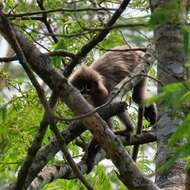 Image of Phayre's Langur