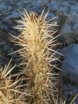 Imagem de Cylindropuntia acanthocarpa subsp. acanthocarpa