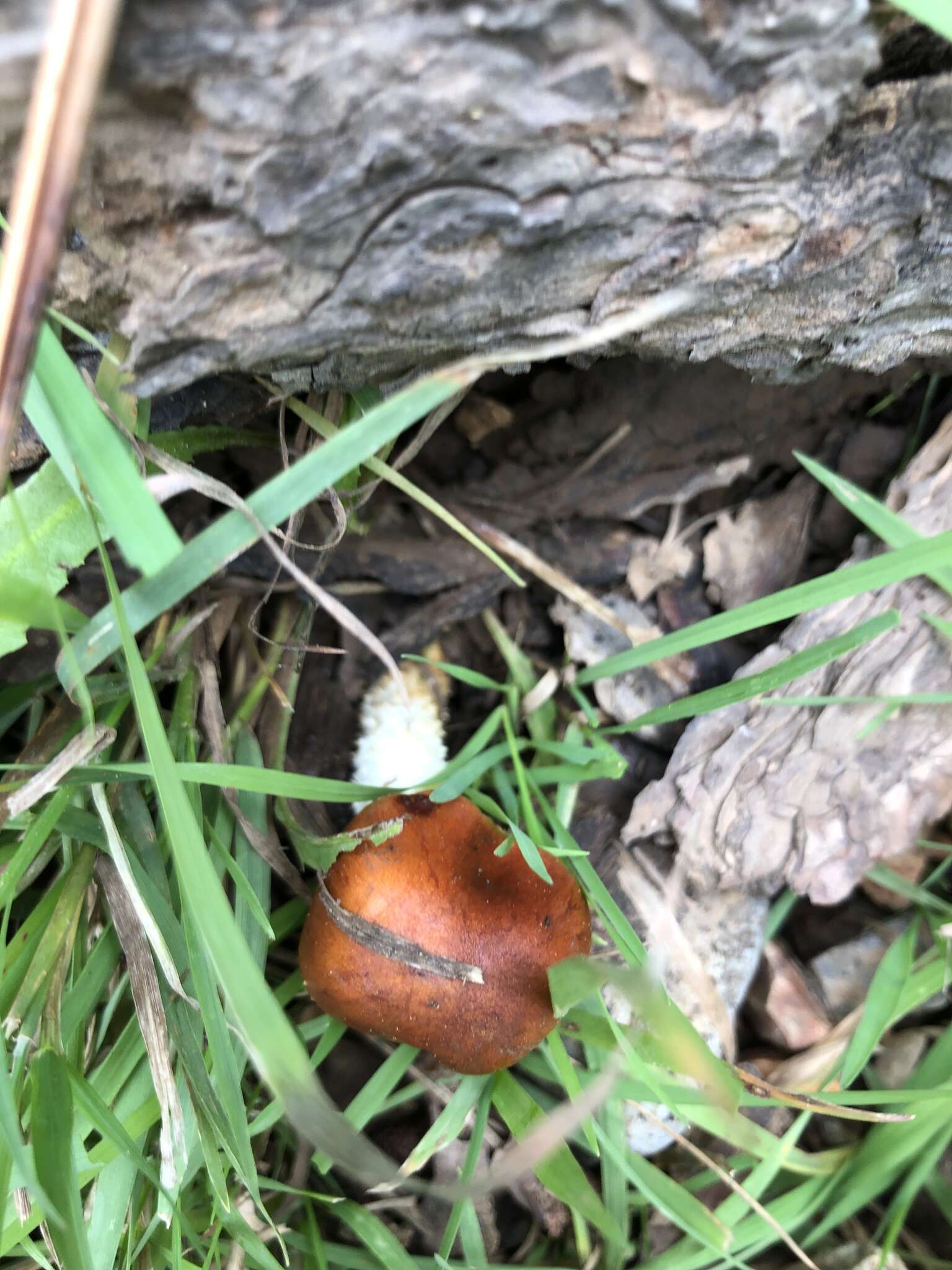 Image de Pholiota rufodisca A. H. Sm. & Hesler 1968