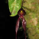Image of Masdevallia parvula Schltr.