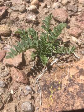 Image of Lavin's milkvetch