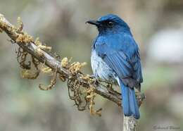 Image of White-bellied Blue Flycatcher