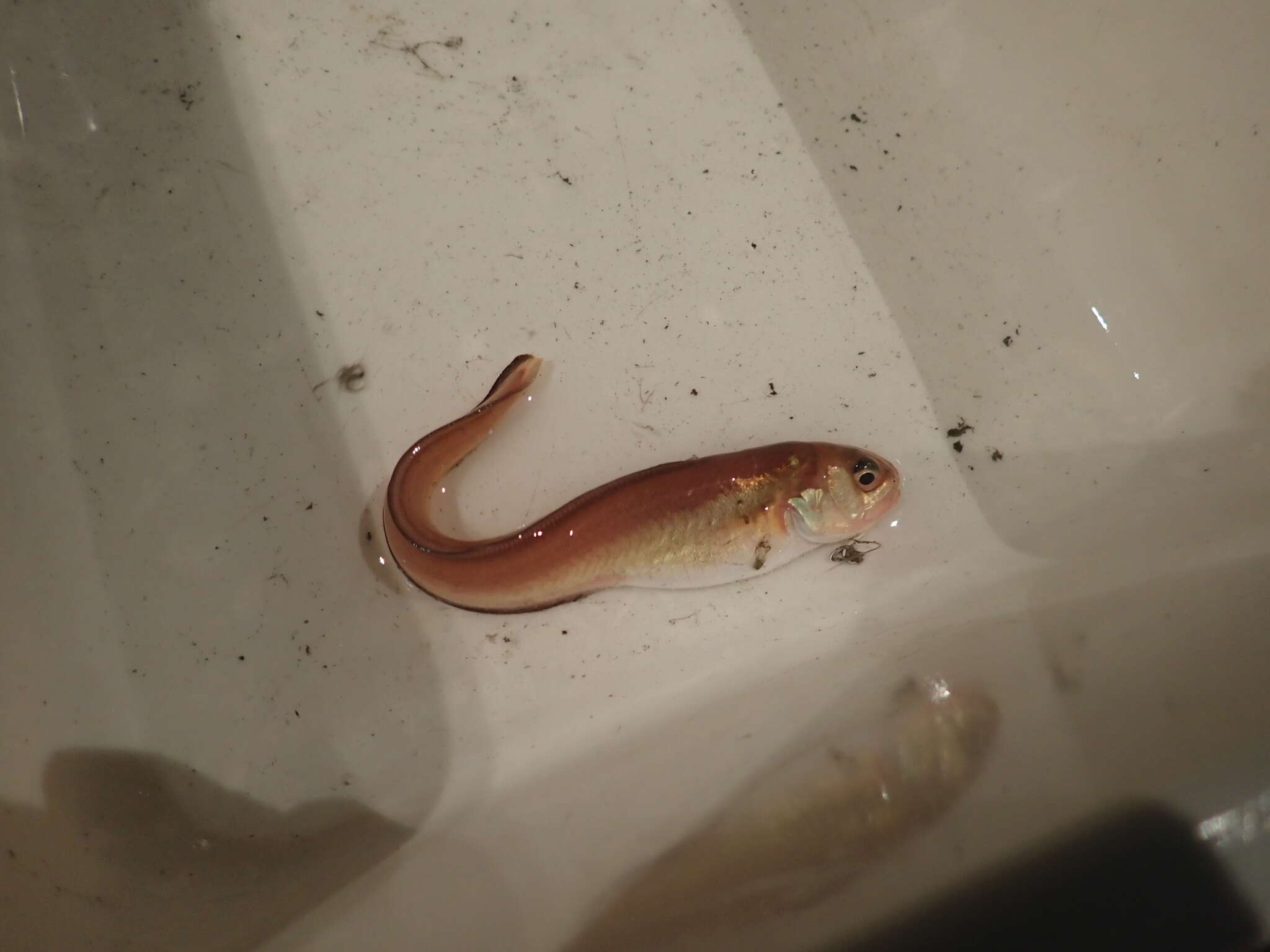 Image of Basketweave cusk-eel