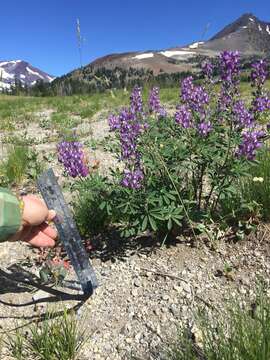 Image of subalpine lupine