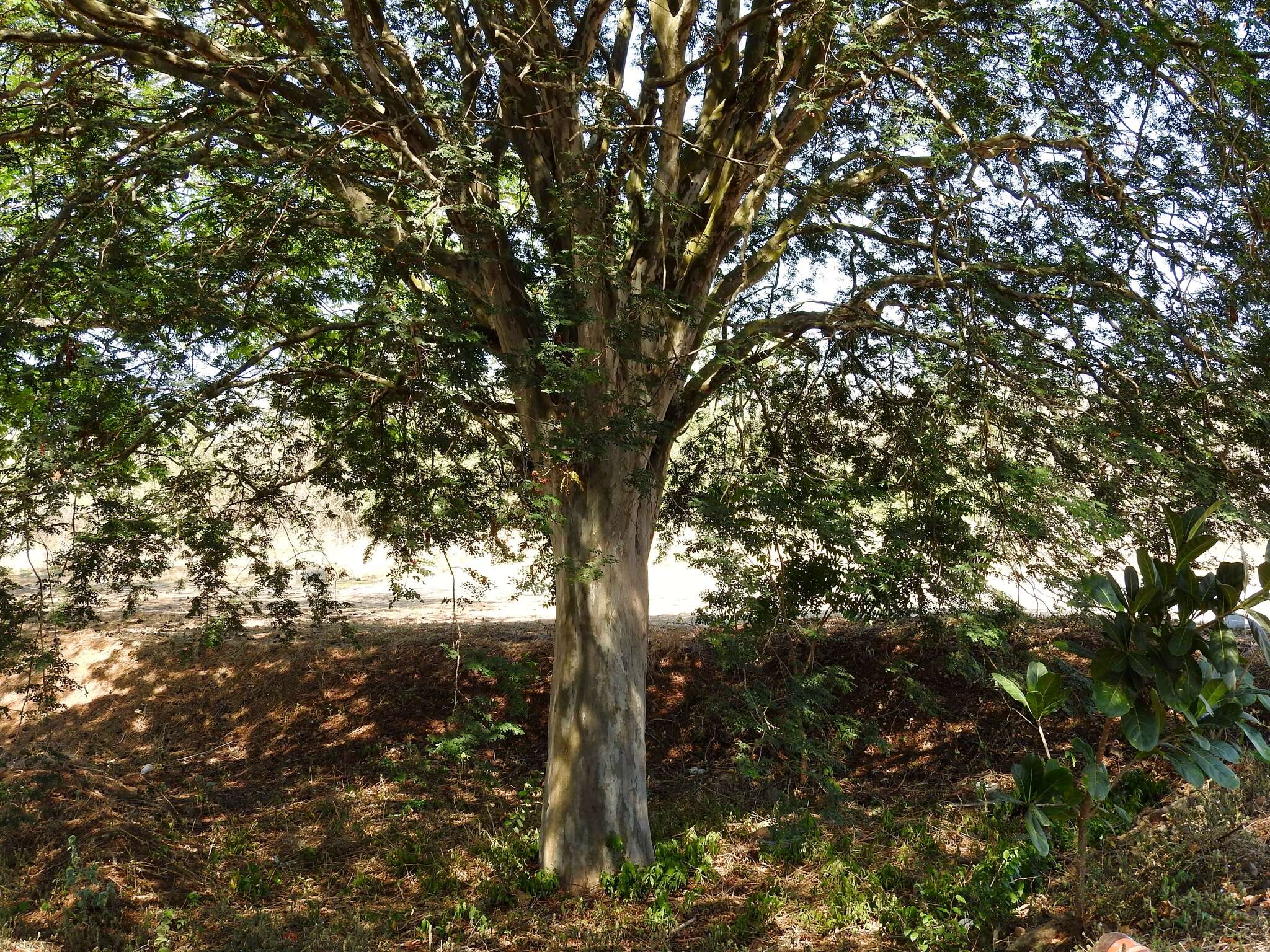 Image of hardfruit caesalpinia