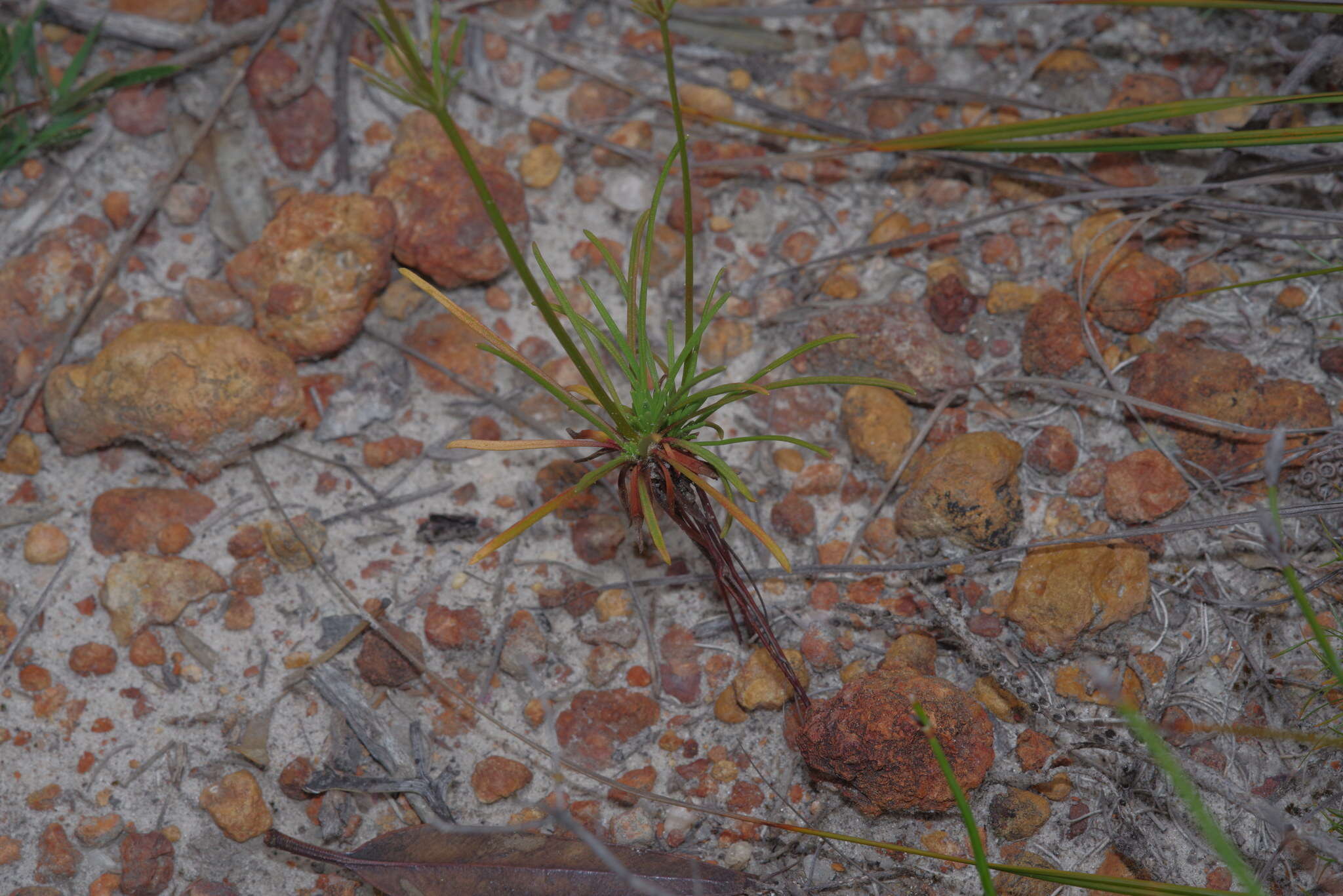 Image of Stylidium diuroides subsp. paucifoliatum A. Lowrie & S. Carlquist