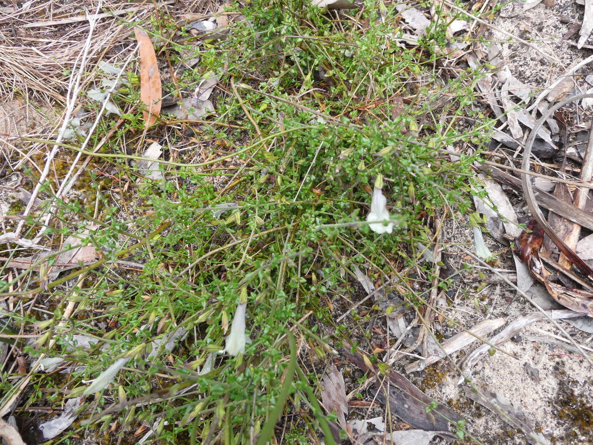 Image of Prostanthera chlorantha (F. Muell.) Benth.