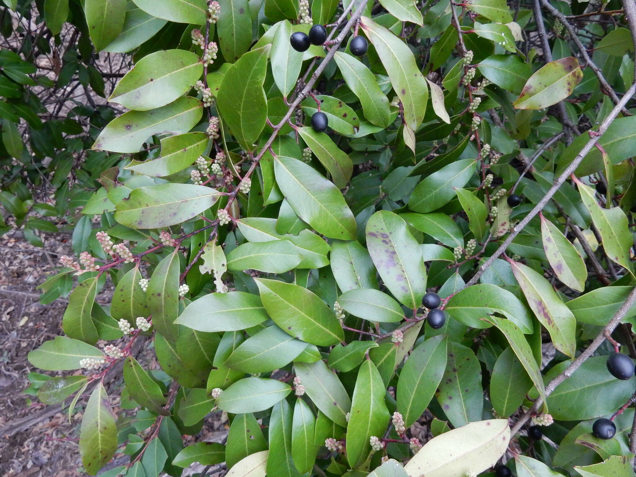 Prunus caroliniana (Mill.) Ait. resmi