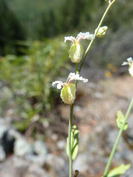 Image of Streptanthus glandulosus subsp. josephinensis Al-Shehbaz & M. Mayer