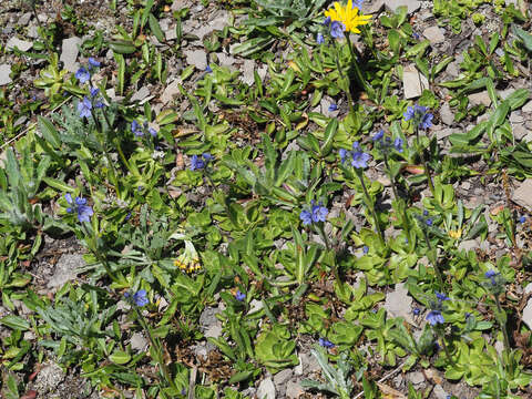 Image of Gänseblümchen-Ehrenpreis