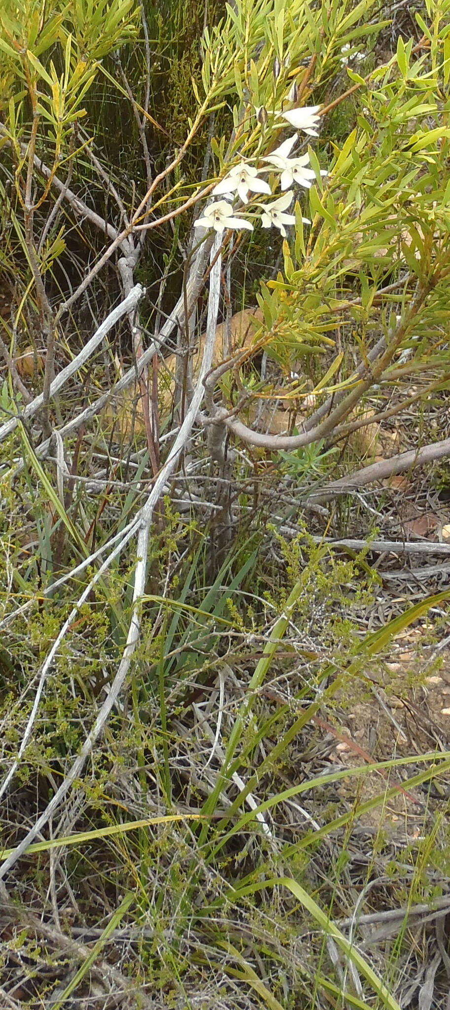 Image de Disa schlechteriana Bolus