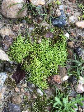 Image of winged water-starwort