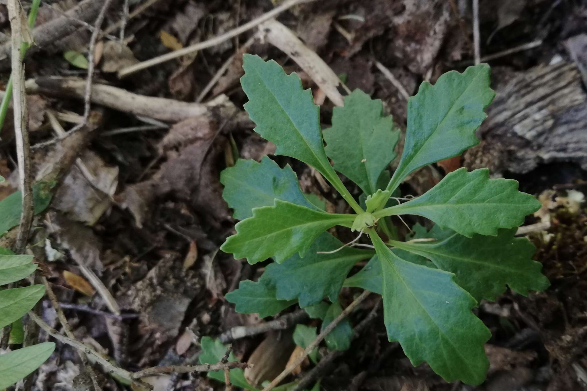 Image of Senecio pilquensis Buek