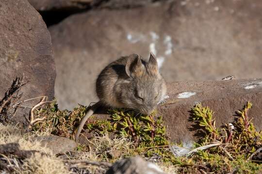 Image of Bolivian Big-eared Mouse