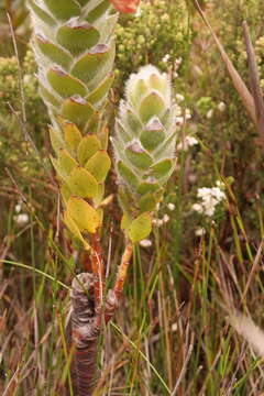 Image of Marsh Rose