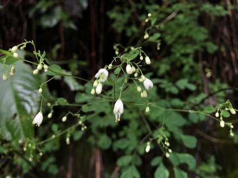 Image de Boenninghausenia albiflora (Hook.) Rchb. ex Meisn.