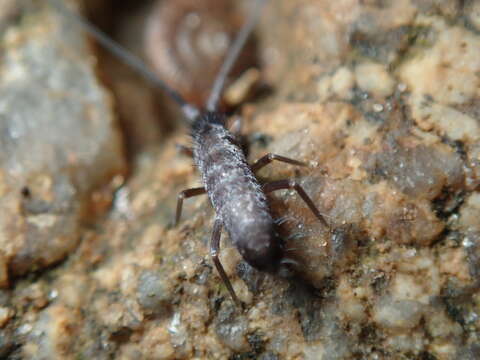 Image of Springtail