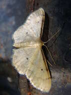 Image of Idaea politaria Hübner 1799