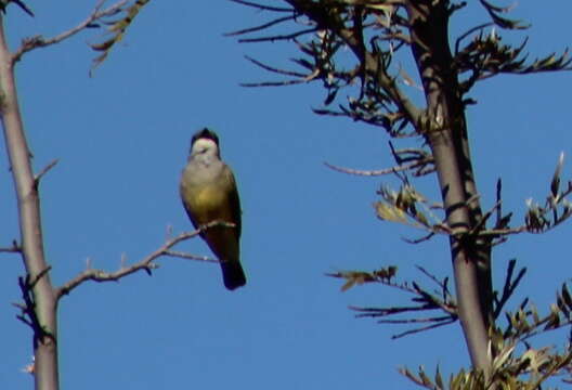 Image of Cassin's Kingbird