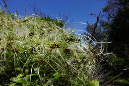 Image of Clematis decipiens H. Eichler ex Jeanes