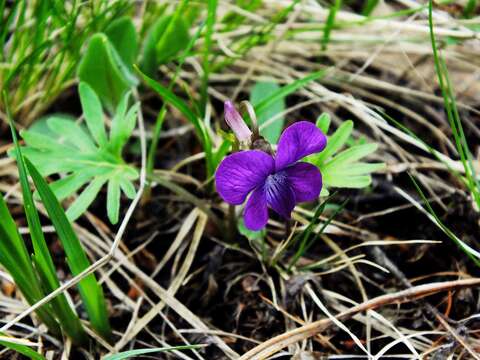 Image of Viola milanae Vl. V. Nikitin