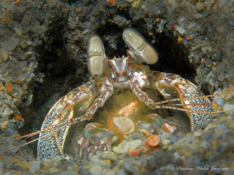 Image of queen mantis shrimp