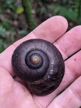 Image of Powelliphanta traversi (Powell 1930)