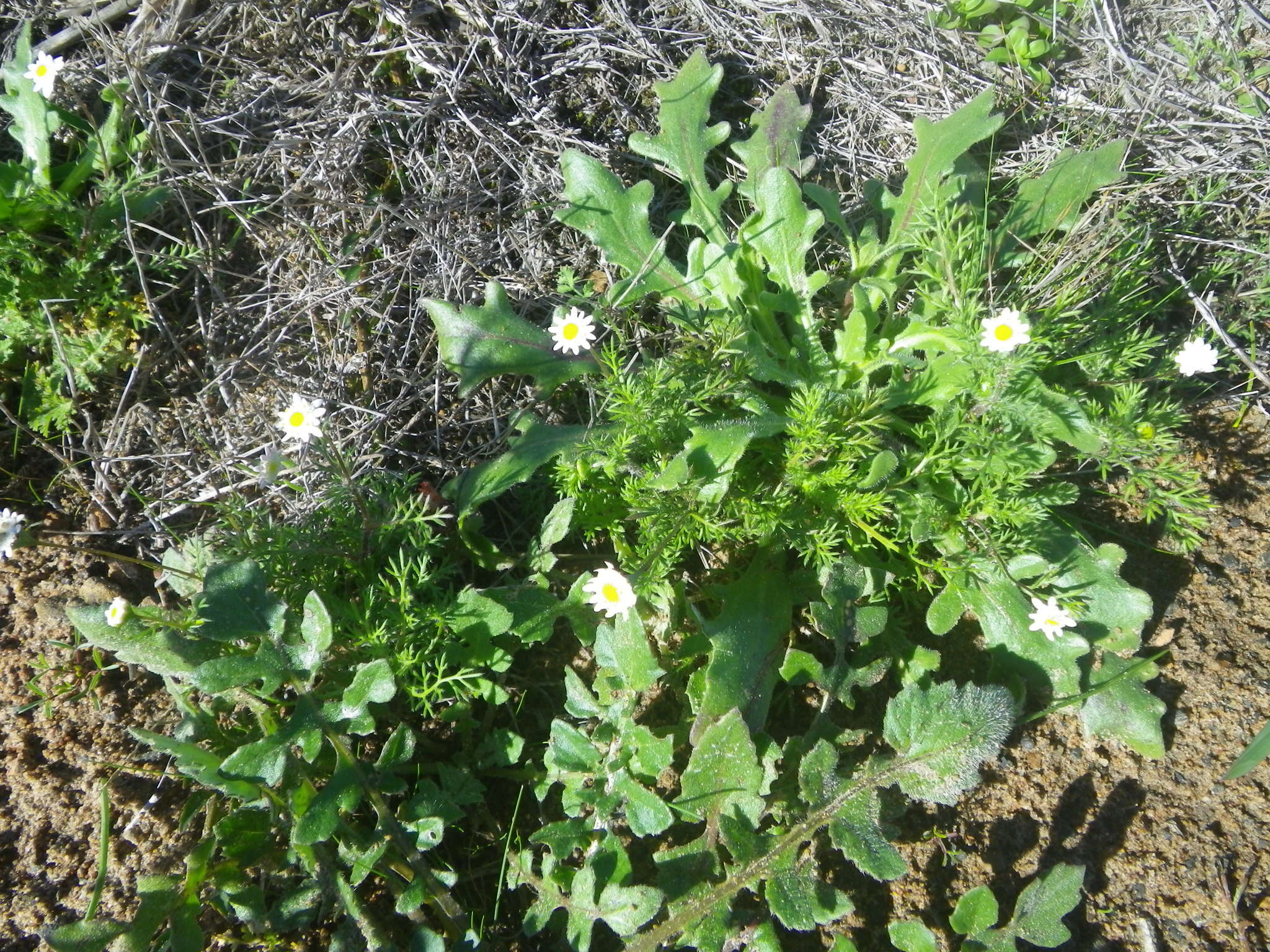 Image of Goose daisy