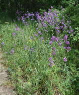 Imagem de Hesperis pycnotricha Borbás