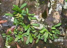 Image of Elaphoglossum glabratum (Mett.) Moore