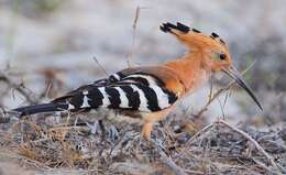 Image of Madagascan Hoopoe