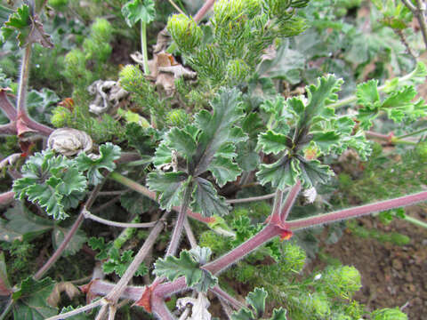 Image of Pelargonium candicans Spreng.