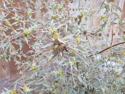 صورة Buddleja sessiliflora Kunth