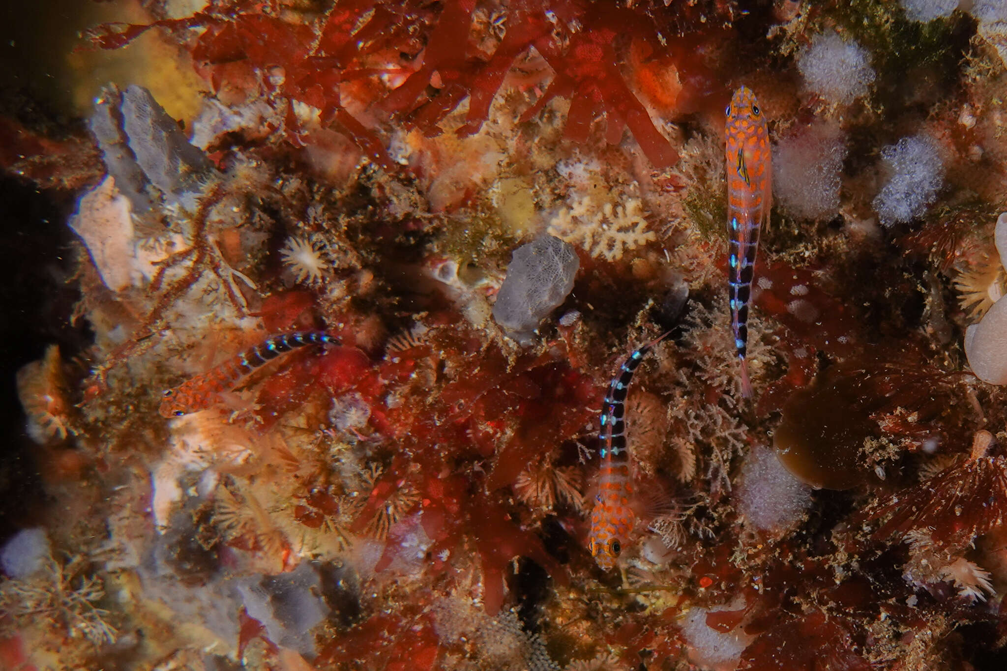 Image of Blue Dot Triplefin