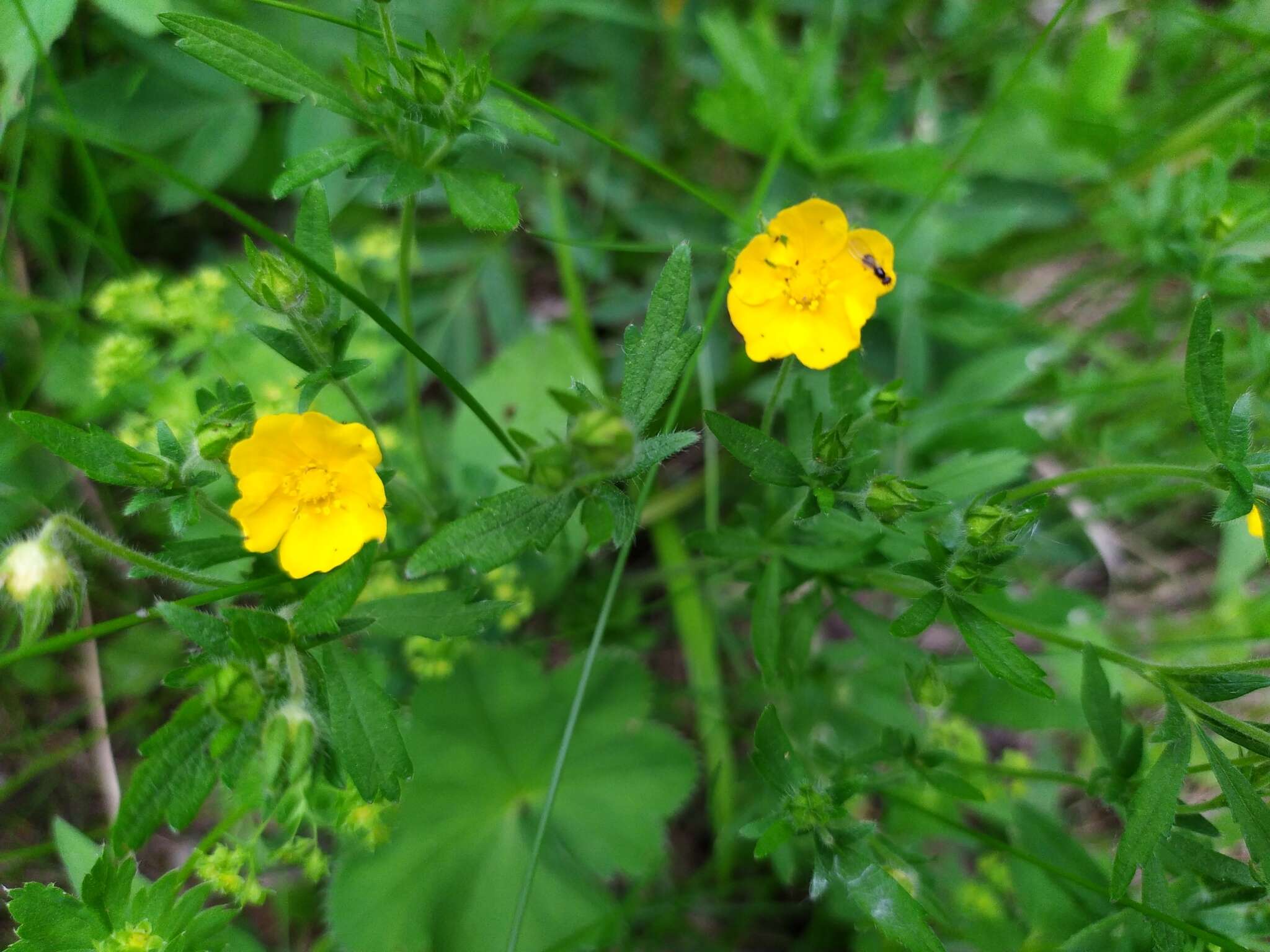 Image of European cinquefoil