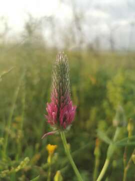 Image of purple clover