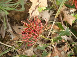 Plancia ëd Grevillea steiglitziana N. A. Wakefield