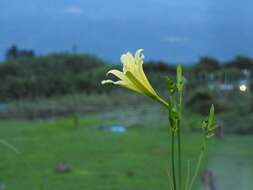 Image de Hemerocallis citrina var. vespertina (H. Hara) M. Hotta