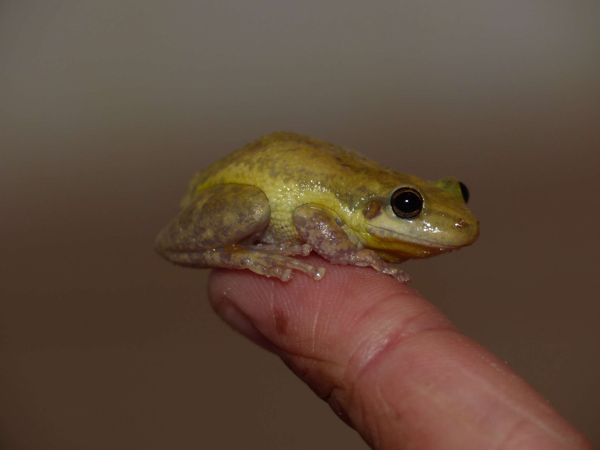 Image of Lesser Snouted Treefrog