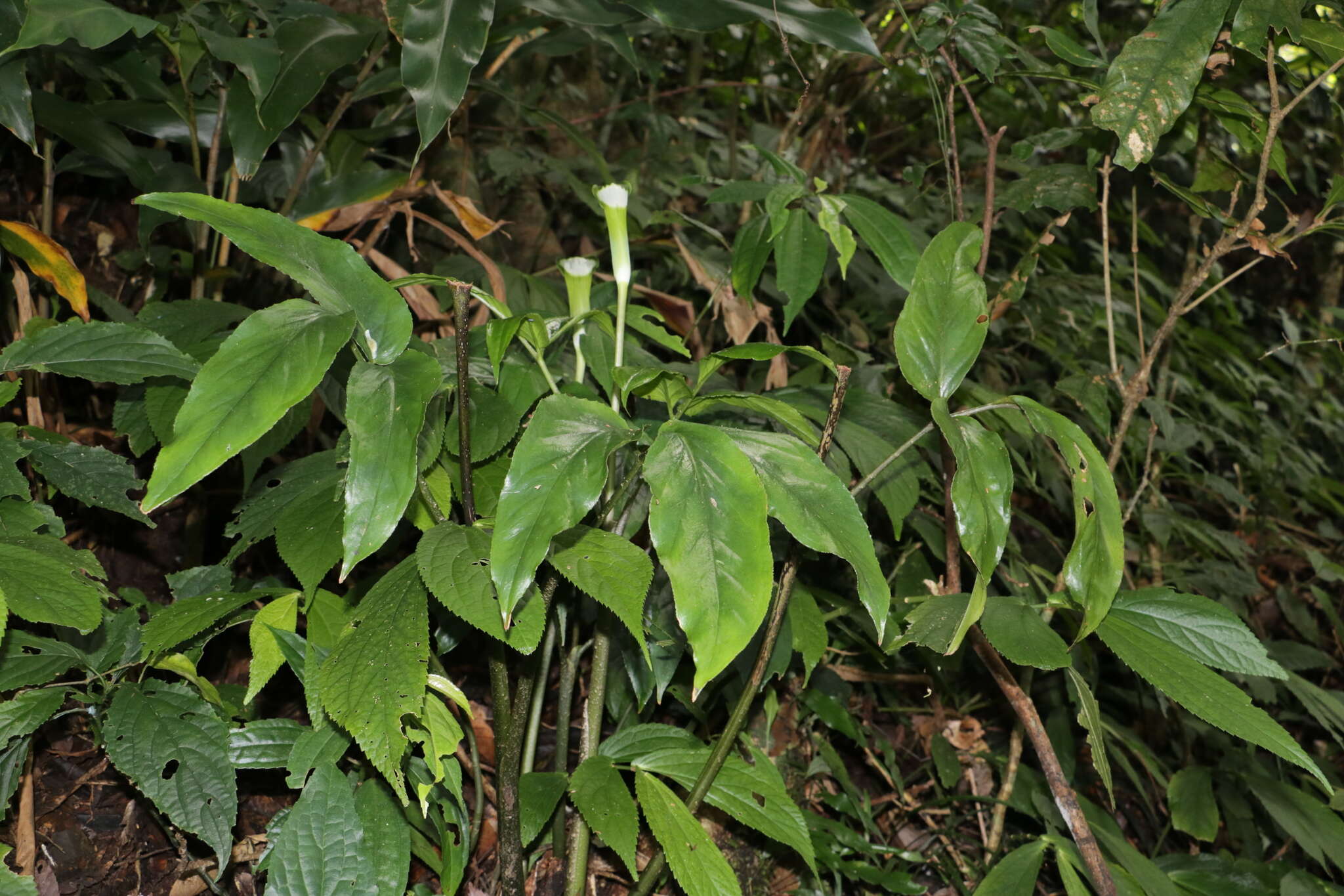 Image of Arisaema penicillatum N. E. Br.