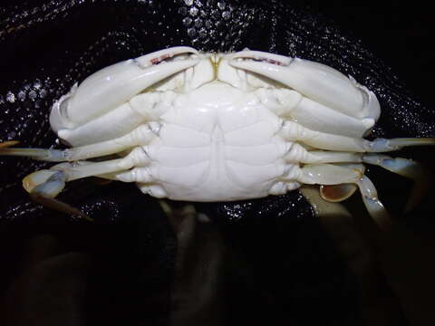 Image of ornate blue crab