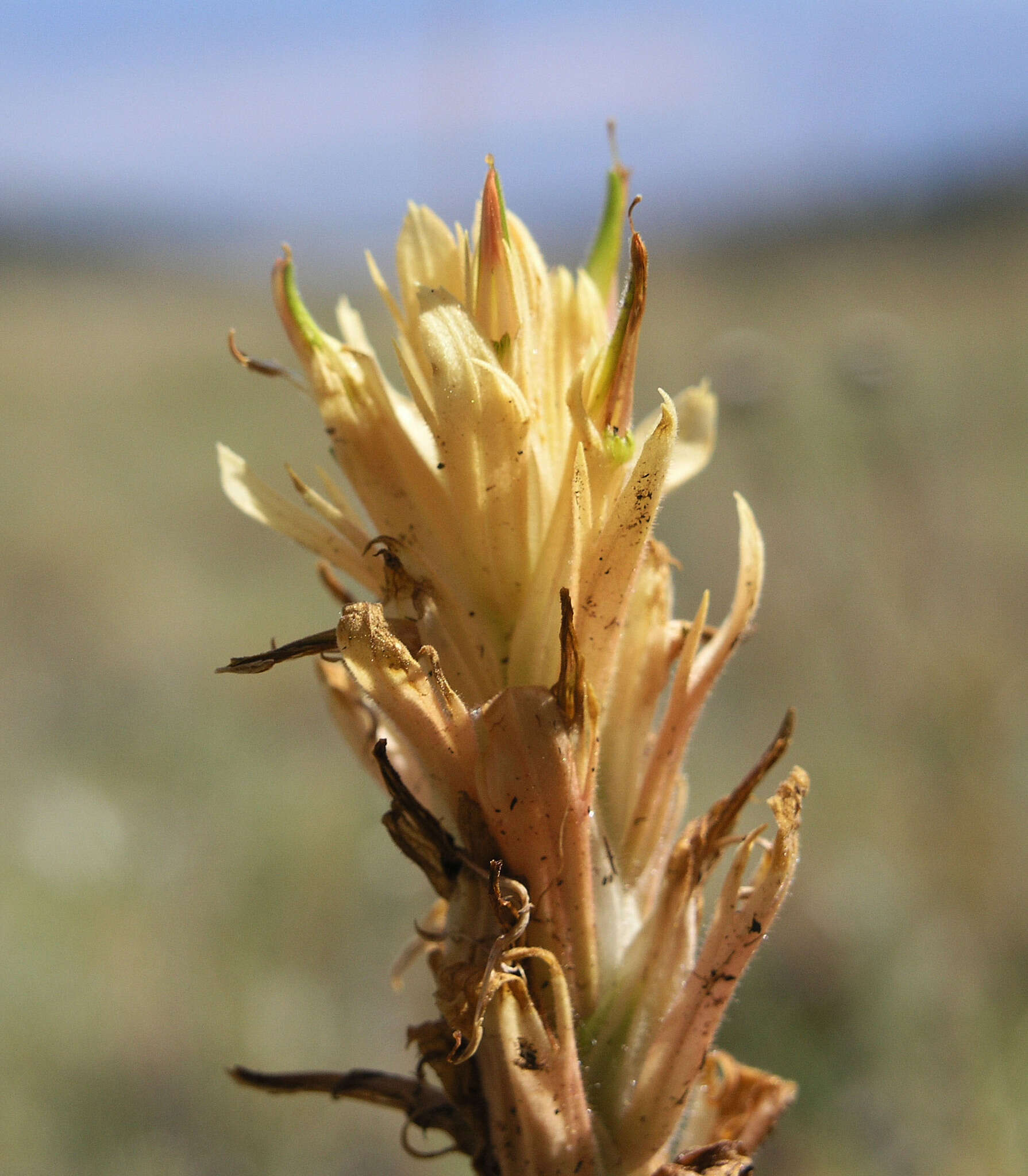 Image of Kaibab Plateau Indian paintbrush