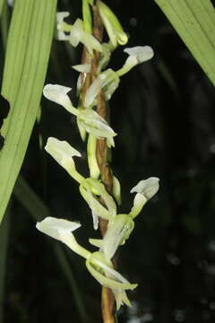 Image of Epidendrum hymenodes Lindl.