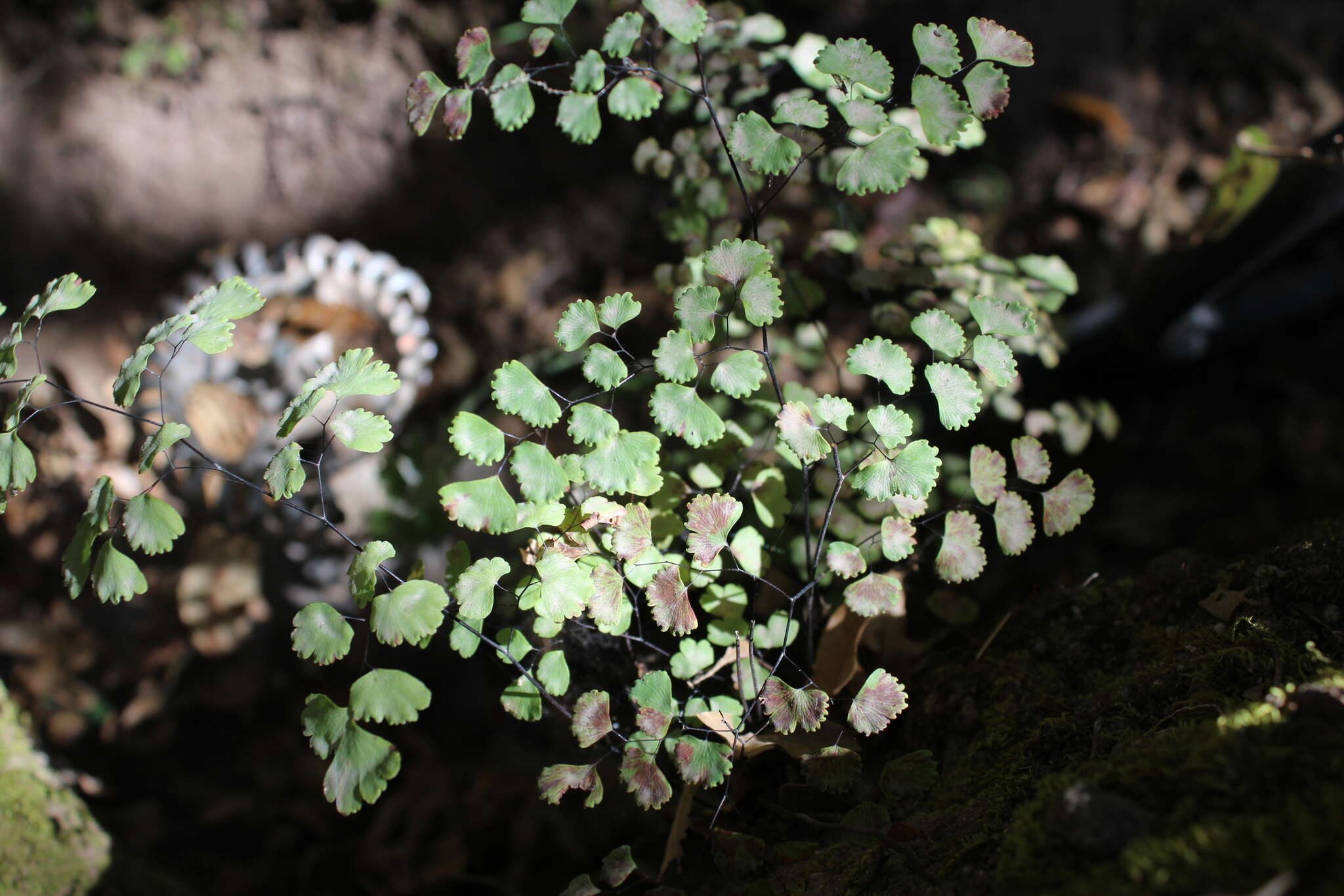 Plancia ëd Adiantum poiretii Wikstr.